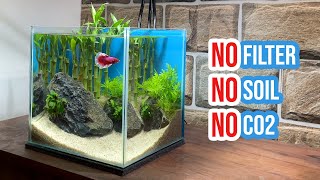 🎋 Building a Lucky Bamboo Aquarium | Betta Fish Tank Setup 🐠☘️