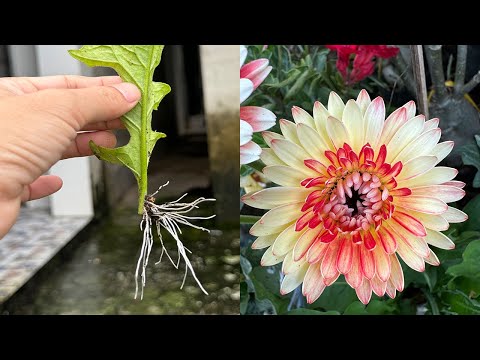 Try growing Gerbera jamesonii flowers from leaf stems