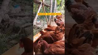 RHODE ISLAND RED | FREE RANGE CHICKEN FARMING | HERITAGE CHICKEN | BIR