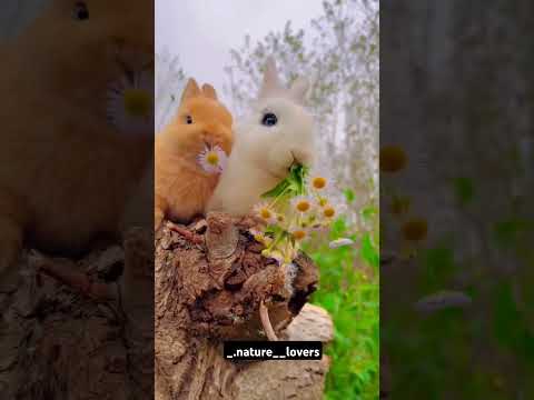 Lovely rabbits🐇#instagood #love #rabbit #photography #photooftheday #lovely #viralvideo #viralshorts