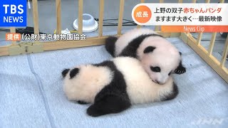 東京・上野動物園 双子の赤ちゃんパンダ最新映像