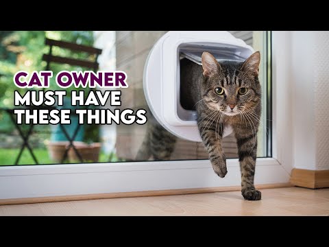 7 Gadgets for your CAT - Toys, Accesories & Must Haves