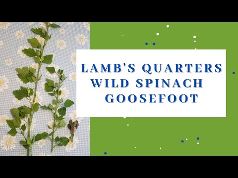 How to identify and use lamb's quarters (aka wild spinach or goosefoot)