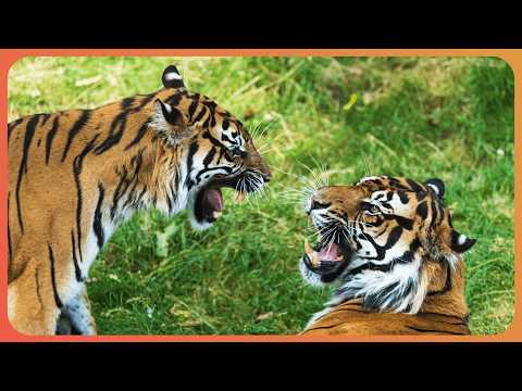 Apex Predators in Action: Epic Showdowns Caught on Camera (4K Documentary)