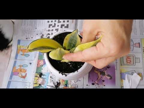 室内净化空气植物｜小盆栽｜ 也可招财又镇宅的虎尾兰  making a Bonsai tree ｜Snake Plant