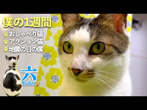 今週も愛猫の「しゃべる猫」っぷりをどうぞ。遊びはアクションスターみたいに。地震の時の愛猫。見えないものに反応？ | [生まれ変わりの猫] 六 (Roku)