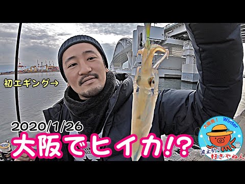 【舞洲】エギング初心者が冬に楽しい"ヒイカ"釣り【夢舞大橋】