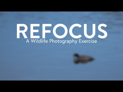 Refocus | A Wildlife Photography Exercise