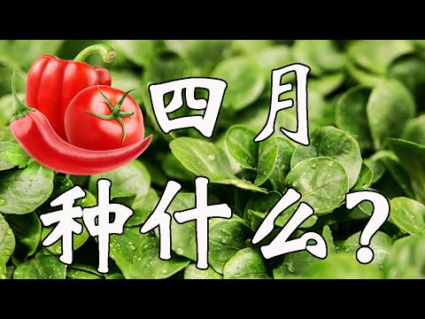 4月份不可错过的蔬菜种植