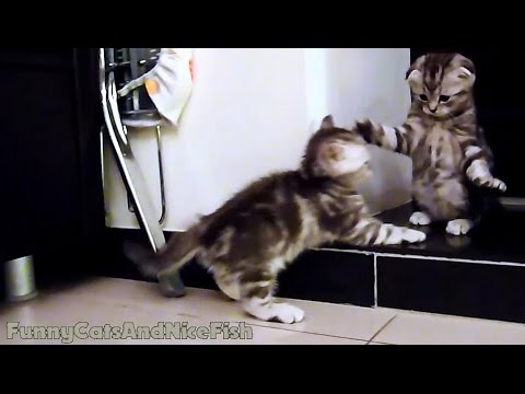 Funny  Kittens Dancing Tango