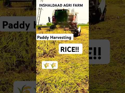 Paddy Harvesting | DAAD'S AGRI FARM| #agriculture  #harvesting #rice #song #paddyharvest #farm