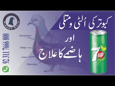 Kabootar Ki Ulti or Matli Ka Ilaj | Pigeon Cote by Waleed Alam