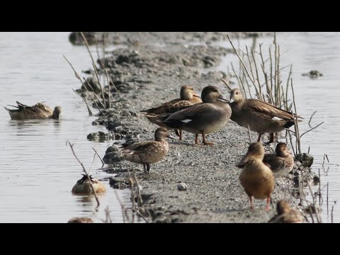 東港鎮的赤膀鴨Anas strepera （2024 11 24）