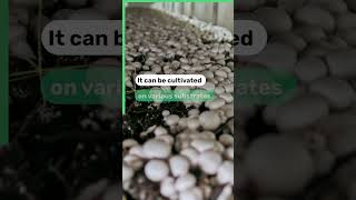 The Mycelium Cultivation #thehiddengem #enjoyitsfromeurope #cookingmushrooms #recipevideo #food