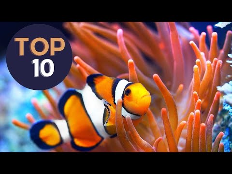 10 clownfish we keep at the studio