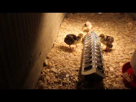 Baby Peachicks Eating Their Food -- July 23, 2014