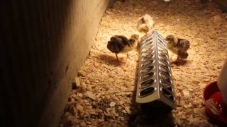 Baby Peachicks Eating Their Food -- July 23, 2014