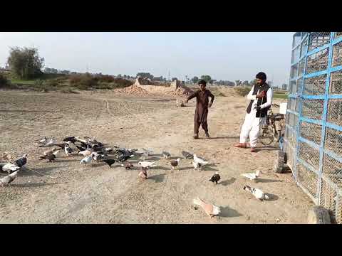 pigeon training time Famous pigeon master jam arshad خان پور والے