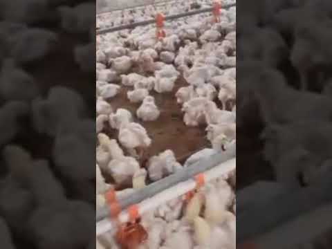 broiler chicken 🐔🐔🐔 feeding, #poultry #birds #chicken #youtubeshorts #viralshort