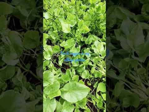 Fresh vegetables in my village garden