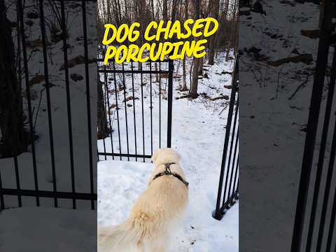 The dog chased porcupine in the forest #dogs #shorts #goldenretriever