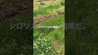 シロツメグサ 咲いたよ。 White clover