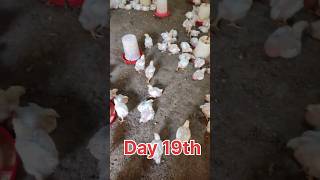 Day 19th  #youtube #chicken #poultry #trending #poultrydays #farming #shortsfeed #viralvideo