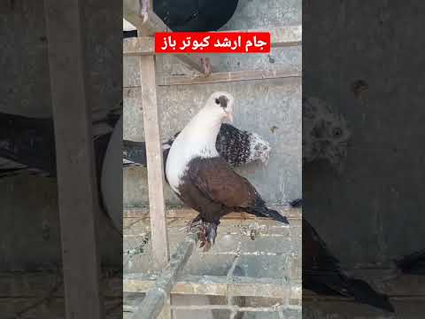 #kabootar #beautiful #sadstatus #pigeonstatus #lovestatus #funny #whatsappstatus#shorts #hen #love