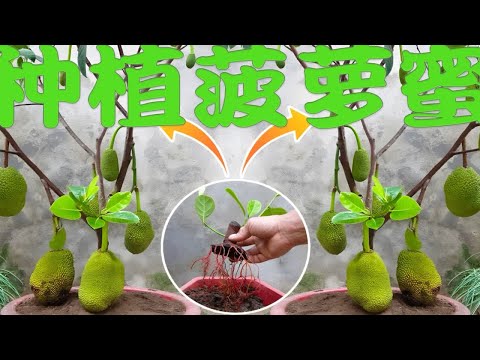 在家也能种植菠萝蜜，不仅产量惊人，而且个头又大，值得一试