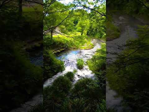 【癒し動画】熊本県阿蘇郡産山村　池山水源　#nature 　#美空ひばり　#shorts