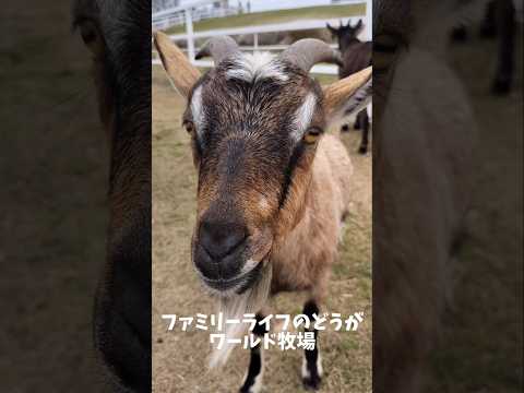 【ワールド牧場】動物達とふれあい体験♪尻尾を高速フリフリでとってもかわいい♪ #shorts  #親子でお出かけ #動物