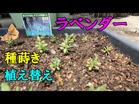 【ラベンダー】種蒔きから植え替え