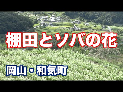 2023.10.2 棚田のソバの花　美しい光景！【4K映像】　（制作　宮﨑　賢）