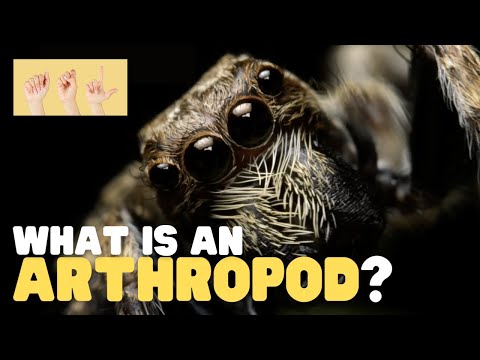 ASL What is an Arthropod?