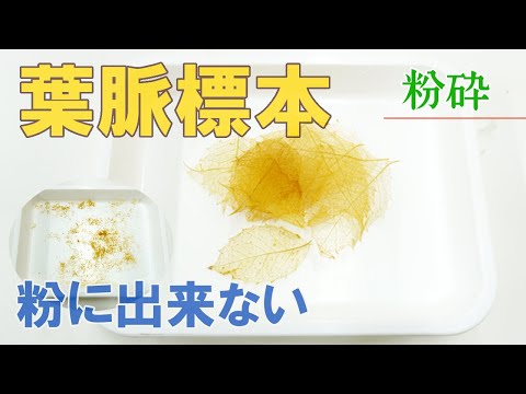 【コナッピー】葉脈標本は粉に出来ない