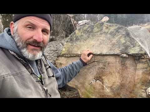 Salvaged log from American Elm!