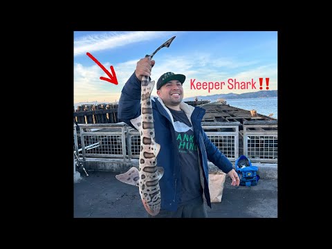 Fishing Richmond Point Pier‼️Keeper Shark! #fishing #california #bayarea #richmond #shark #newvideo