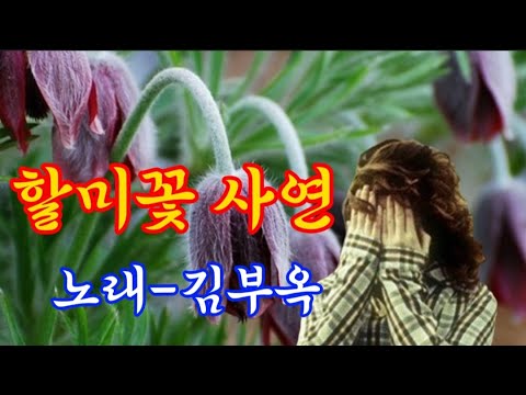 할미꽃 사연-노래 김부옥