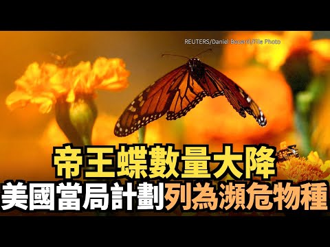 帝王蝶數量大降 美國當局計劃列為瀕危物種｜今日加州