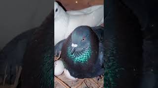 🥰🥰#pigeon #pigeonfan #bird #kabutar #pigeonloves #birdspecies #pigeonwings #pigeonbird #kabootar