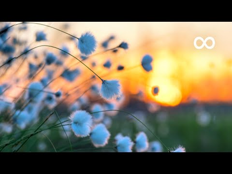 10 Hours of Relaxing Music - Piano Music for Stress Relief, Sleep Music, Meditation Music (Jade)