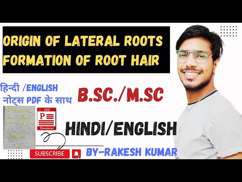 origin of lateral root।formation of root hair root hair।lateral root and root hairs in hindi