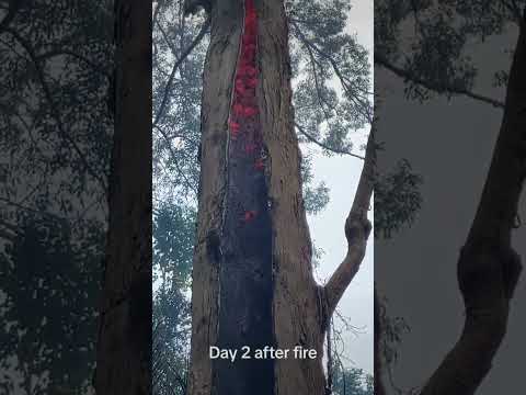 Old trees keep burning after bushfire #nature #bushfire