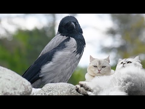 Relax with crows and cats (Story 88)