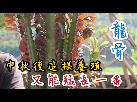 【天天小花農】中秋後這樣養殖龍骨，又能再猛長一番！