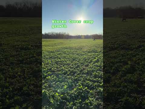 From burnt brown to green in just a few days #rain #crop #farming