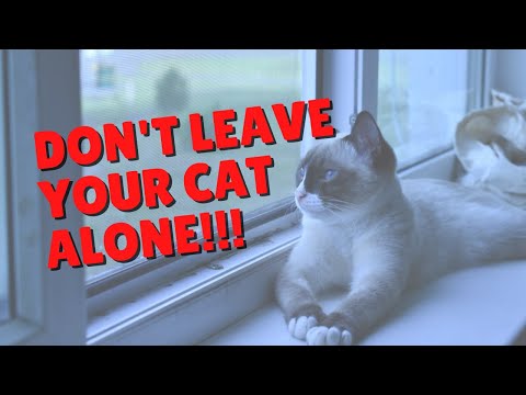 Should You Leave Your Cats Alone While Traveling? | Two Crazy Cat Ladies #shorts