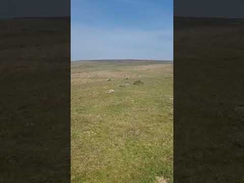 Harford Moor, Dartmoor on a blustery day with skylarks singing with Art and Energy