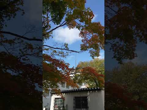 【楓葉紅】北海道好暢秋北海道大學#shorts