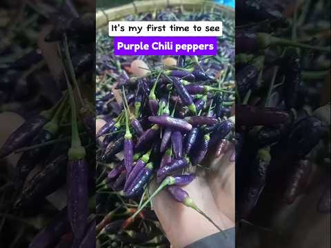 First time to see purple chili peppers #purplechili #silinglabuyo #chili #discovery #medicinalfruit